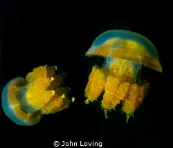 Jellyfish lake  Palau by John Loving 